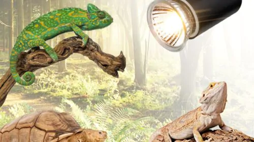 Lâmpada uv para répteis uva + uvb 3.0, lâmpadas de aquecimento e controlador de temperatura para tartaruga, photo review