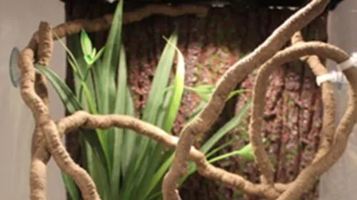 Lâmpada uv para répteis uva + uvb 3.0, lâmpadas de aquecimento e controlador de temperatura para tartaruga, photo review