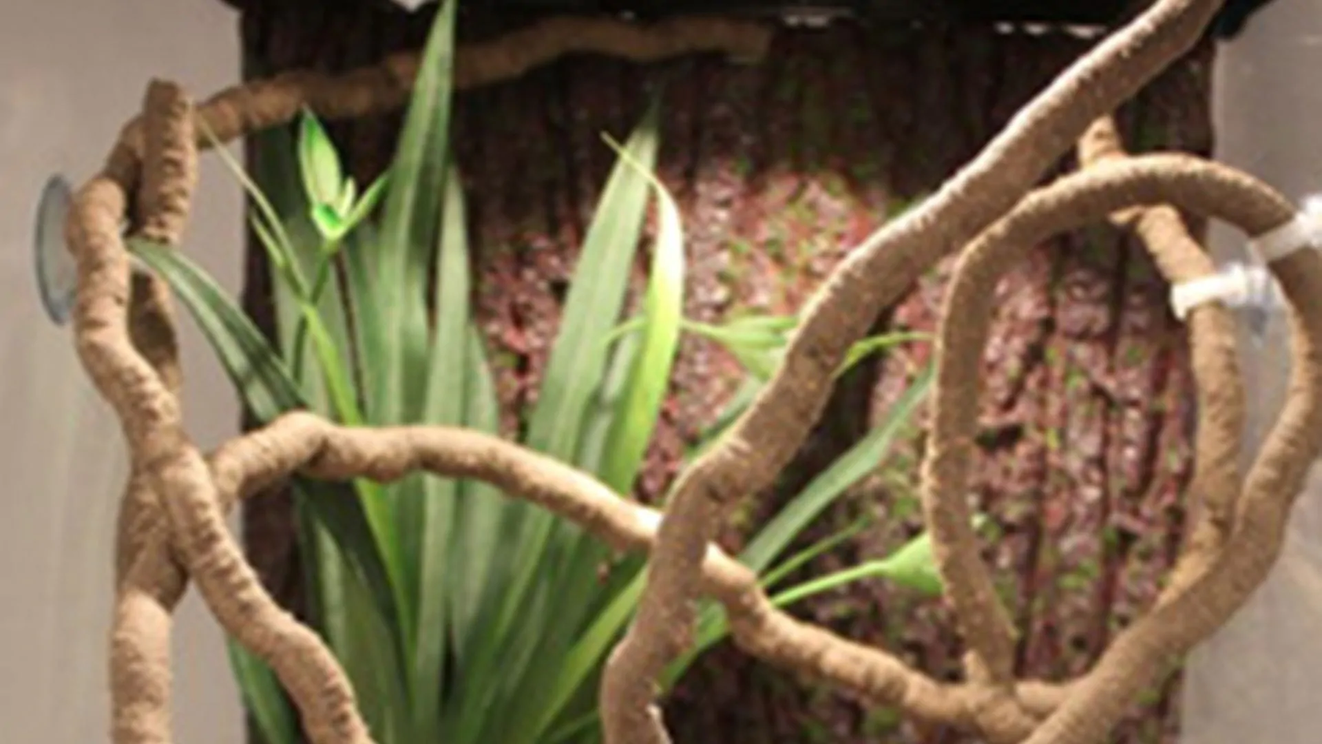 Lâmpada uv para répteis uva + uvb 3.0, lâmpadas de aquecimento e controlador de temperatura para tartaruga, photo review